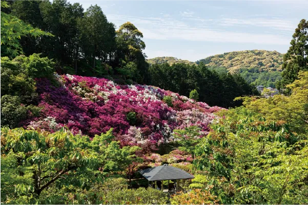 三室戸寺